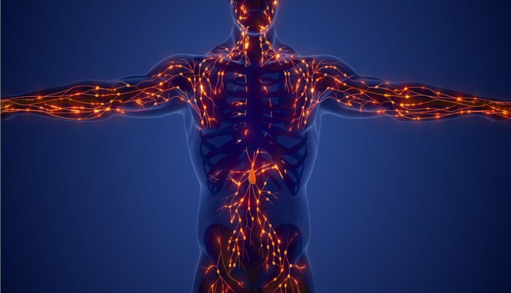 système lymphatique